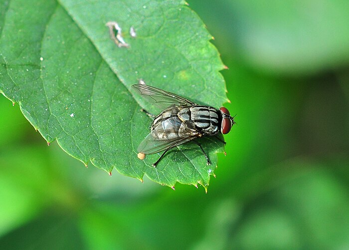 Una mosca in primo piano su di una foglia verde