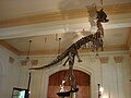 Carnotaurus sastrei in Santiago History Museum