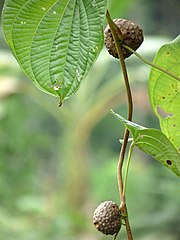 Dioscorea bulbifera posee venación acródroma y cormillos aéreos de propagación vegetativa. Las venas primarias tras divergir en un punto proximal recorren la base foliar normalmente cordada (en la campilódroma) o redondeada (en la acródroma, foto) y convergen en el extremo distal de la lámina.