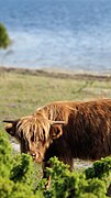 Višavsko govedo izvira iz Škotskega višavja