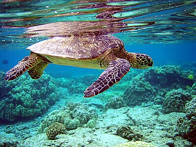Su yüzeyine çıkmış olan bir yeşil kaplumbağa veya diğer adıyla yeşil deniz kaplumbağası (Chelonia mydas). Bu tür, Chelonia cinsi içindeki tek tür olan bir deniz kaplumbağasıdır. (Üreten: Brocken Inaglory)