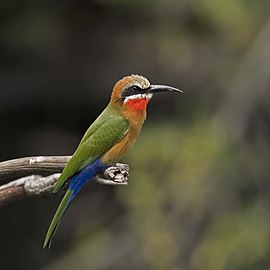 White-fronted bee-eater Merops bullockoides Namibia