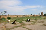 Кози на пасовиську перед Аккерманською фортецею