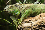 Iguana iguana English: Green iguana Deutsch: Grüner Leguan
