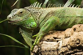 Iguana-verde
