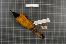 Naturalis Biodiversity Center - RMNH.AVES.153372 2 - Icterus mesomelas salvinii Cassin, 1867 - Icteridae - bird skin specimen.jpeg