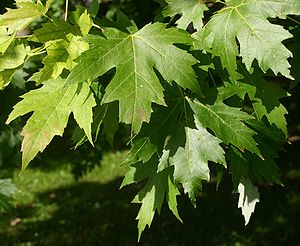 Folioj de arĝenta acero (Acer saccharinum)
