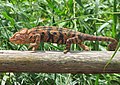 Chameleon obrovský (Furcifer oustaleti)
