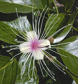 Пример за „перфектно цвете“, тази Crateva religiosa има едновременно тичинки (външен кръг) и плодник (в центъра)
