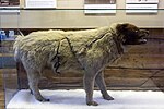 Juni 2019: Ausgestopfter Schlittenhund der Gjøa-Expedition im Polarmuseum Tromsø, Norwegen