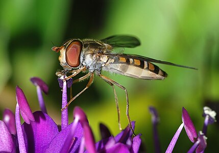 Bir çiçek üzerindeki Reçel sineği diğer bir adıyla da Episyrphus balteatus. (Üreten: Alvesgaspar)
