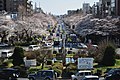 東京都国立市の大学通りの桜並木（2018年3月25日撮影）