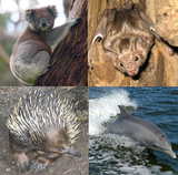 Diferents grups de mamífers terrestres, aquàtics i aeris.