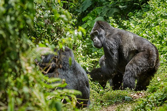 Mountain gorilla (Gorilla beringei beringei) in Bwindi Impenetrable Photograph: User:Thomas Fuhrmann