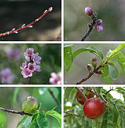 File:Nectarine Fruit Development.jpg (2008-12-11)