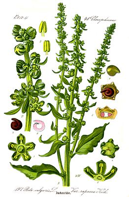Sokerrööw (Beta vulgaris ssp. vulgaris, altissima)