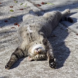 "Sleeping_cat_on_her_back.jpg" by User:Flickr upload bot