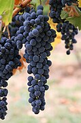 File:Wine grapes03.jpg (2005-09-01)