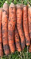 Bospeen/waspeen Amsterdamse Bak met gladde wortels