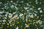 Thumbnail for File:Chamomile and buttercup (Unsplash).jpg