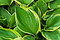 14. Az árnyliliomok nemzetségébe tartozó hamvas árnyliliom (Hosta sieboldiana) levelei (javítás)/(csere)
