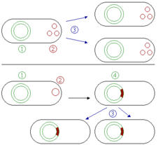 Dibujo comparativo de la actividad de los plásmidos
