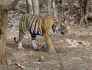 Bengaltiger Panthera tigris tigris i Rajasthan