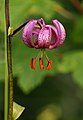 8. Turbánliliom (Lilium martagon) virága (javítás)/(csere)