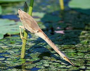 水中の魚を捕食するために首を伸ばすヨシゴイ (Ixobrychus sinensis)、瓢湖にて 作者：Cp9asngf