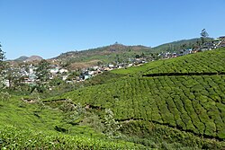 Teeplantage bei Munnar