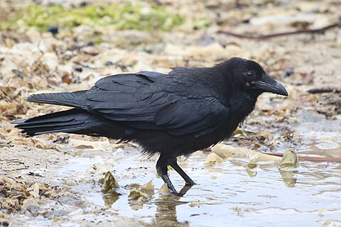 Raven in puddle