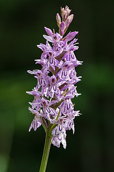 Orquídea-manchada-comum (Dactylorhiza fuchsii), encontrada próxima de Mariazell, Áustria. (definição 3 850 × 5 775)
