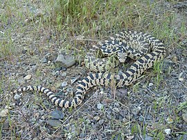 Гоферова змія (Айдахо, США)
