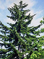 Sachalininė eglė (Picea glehnii)