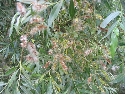 Reifer Fruchtstand der Silber-Weide (Salix alba)