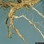 Thumbnail for File:Meloidogyne spp at Citrullus lanatus var. lanatus.jpg