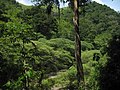 Хондураска шума.