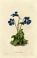 Pinguicula grandiflora (Loddiges 445) drawing by William Miller engraved by G Cooke, 1818