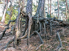 Pinus silvestris roots