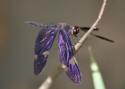 公嘅藍寶石蜻蜓（Rhyothemis princeps）