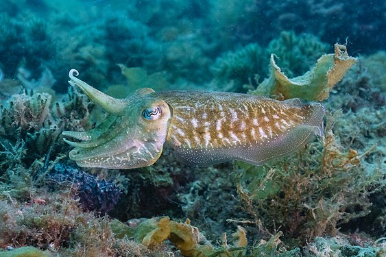 Common cuttlefish (Sepia officinalis), Arrábida National Park, Portugal.