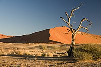 Bilde av ørken i Namibia (Namib Desert)