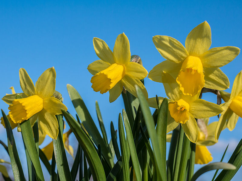 File:Narcissus flowers.jpg