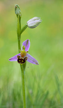 Erva-abelha (Ophrys apifera) com uma minúscula aranha Phylloneta impressa. (definição 2 823 × 4 808)