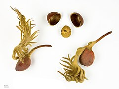 Cycas revoluta - Museum specimen