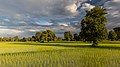 73 Sunny green paddy fields with trees and long shadows at golden hour uploaded by Basile Morin, nominated by Basile Morin