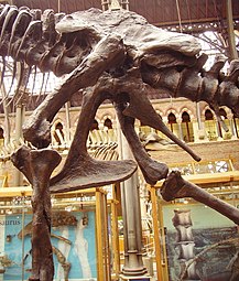 Pelve de tiranossauro, mostrando estrutura saurísquia (lado esquerdo)
