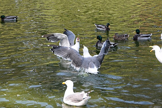 Seagulls on a Lake