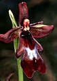 Hoa lan Ophrys insectifera tỏa ra mùi hương như ruồi cái để dụ ruồi đực đến giúp cho sự thụ phấn của nó[16]