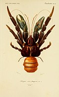 1849 nî Dictionnaire D'Histoire Naturelle lāī-bīn ê tô͘.
